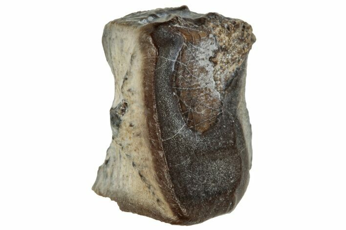 Fossil Dinosaur (Triceratops) Shed Tooth - Montana #324158